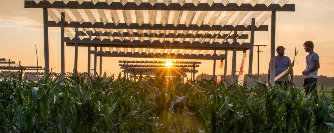 Maize field with rainout shelters