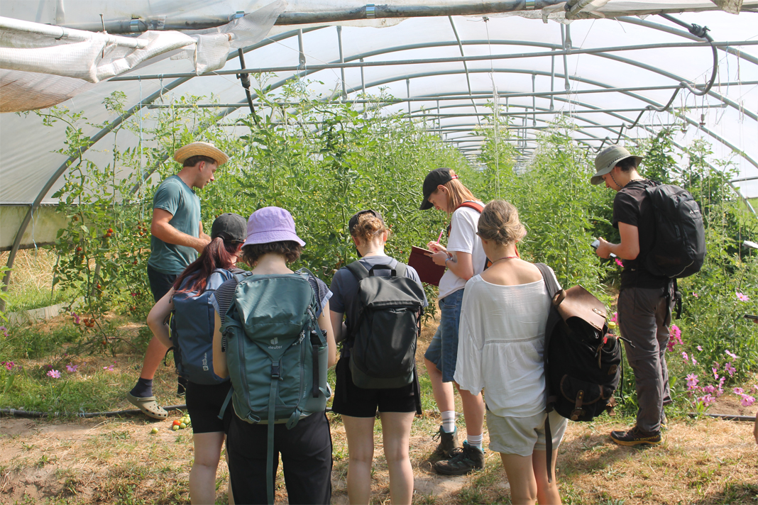 Studierende vor Folientunnel mit Tomaten