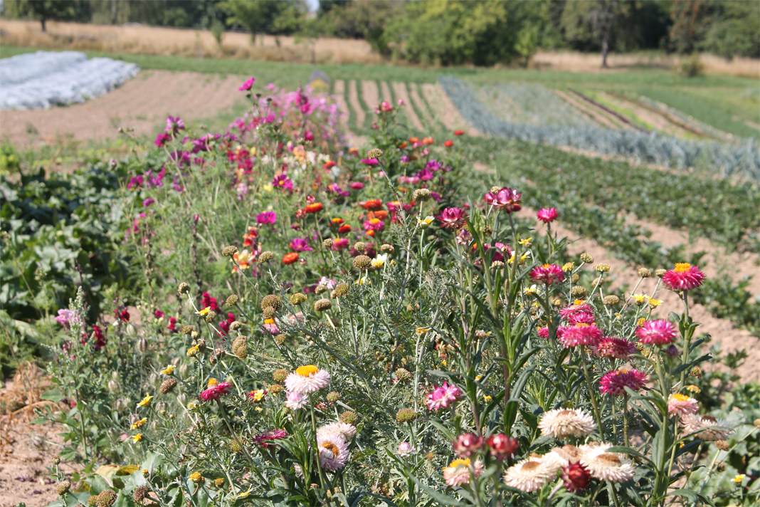 Bunte Blumen vor Gemüsefeld