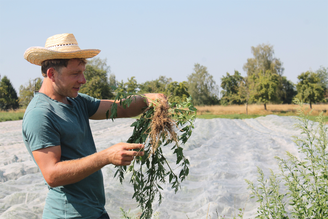 Landwirt Daniel zeigt Wurzelsystem einer Pflanze