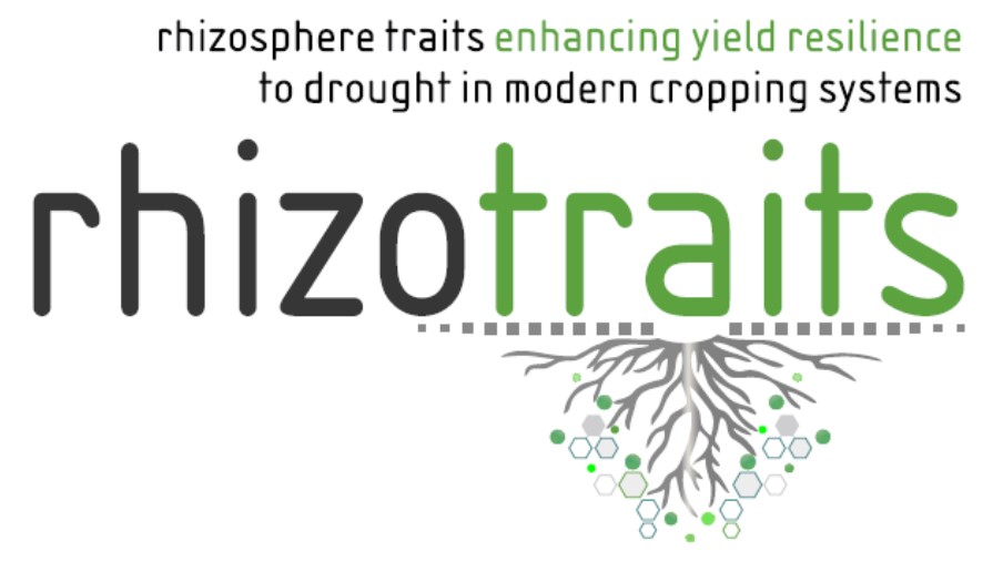 Logo rhizotraits in garu grün mit Wurzeln