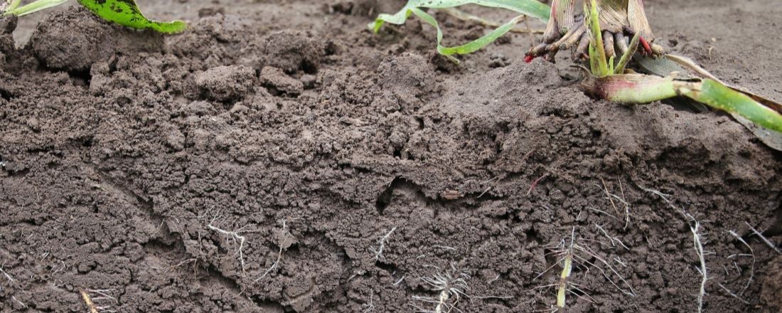 Maispflanze mit Wurzeln